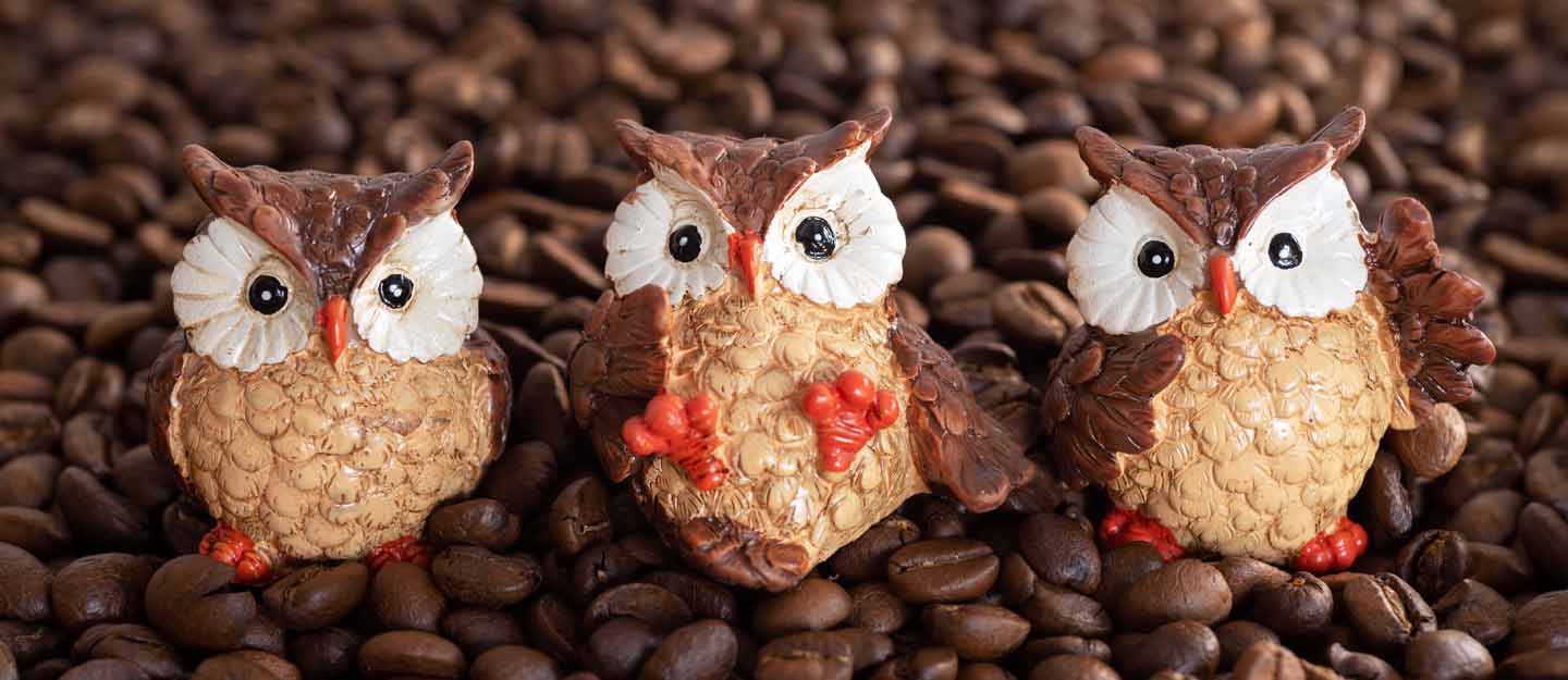 Boomah, The Owl Café — photo 2